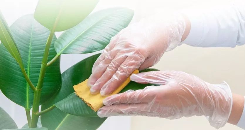 室內(nèi)灰塵多養(yǎng)什么植物_家里灰塵多養(yǎng)什么植物在室內(nèi)_灰塵室內(nèi)養(yǎng)植物家里好嗎