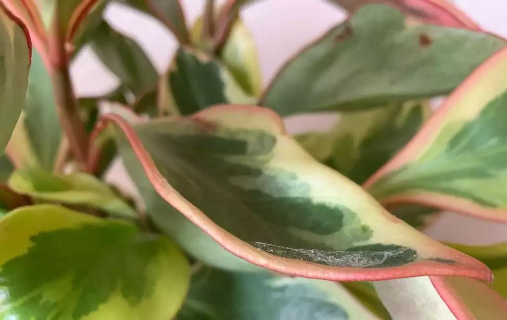 家里灰塵多養(yǎng)什么植物在室內(nèi)_室內(nèi)灰塵多養(yǎng)什么植物_灰塵室內(nèi)養(yǎng)植物家里好嗎