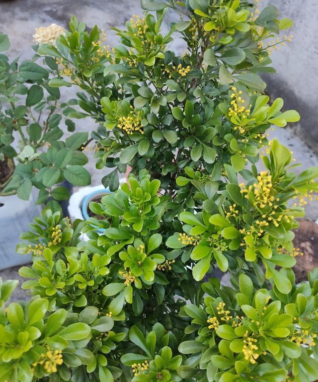 養(yǎng)花養(yǎng)生_養(yǎng)好身體是什么意思_家里養(yǎng)什么花對(duì)身體好