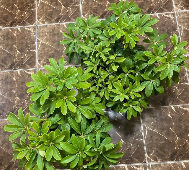 養(yǎng)花養(yǎng)生_養(yǎng)好身體是什么意思_家里養(yǎng)什么花對(duì)身體好