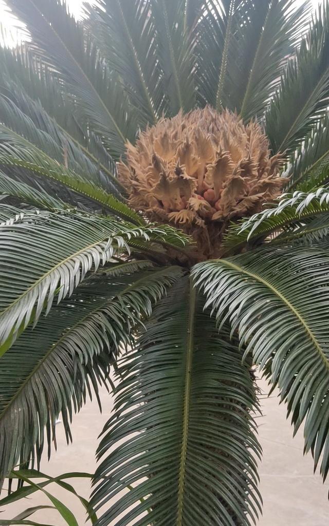 家里養(yǎng)什么花對(duì)身體好_養(yǎng)花養(yǎng)生_養(yǎng)好身體是什么意思