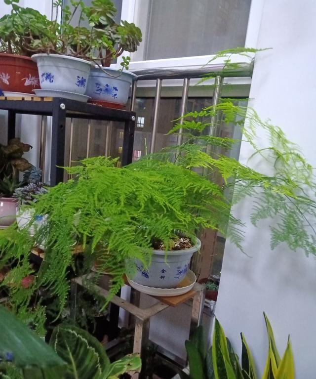 養(yǎng)好身體是什么意思_養(yǎng)花養(yǎng)生_家里養(yǎng)什么花對(duì)身體好