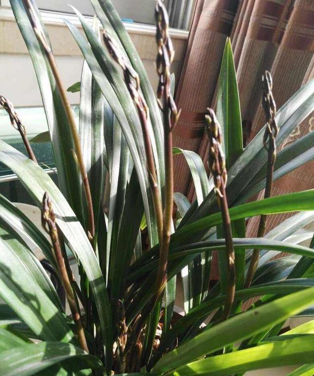 養(yǎng)花養(yǎng)生_家里養(yǎng)什么花對(duì)身體好_養(yǎng)好身體是什么意思