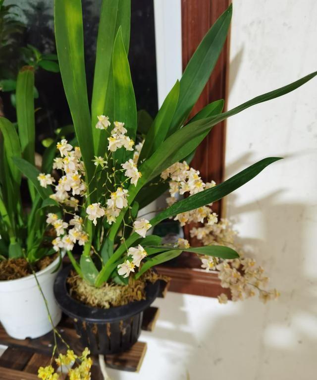 養(yǎng)好身體是什么意思_家里養(yǎng)什么花對(duì)身體好_養(yǎng)花養(yǎng)生