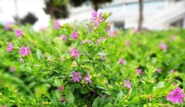 石頭多肉花怎么養(yǎng)_多肉的石頭花_多肉石頭花