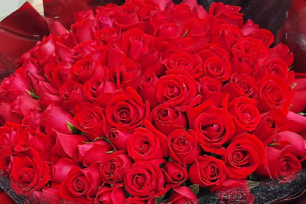 三八節(jié)的玫瑰花有哪些推薦