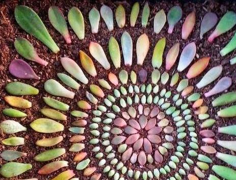 多肉葉片怎么扦插_葉片扦插多肉需要澆水嗎_葉片扦插多肉多久生根