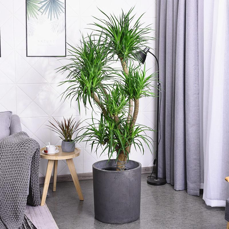 養(yǎng)大型綠植好不好_好養(yǎng)的大型綠植_大型綠植哪個(gè)好養(yǎng)