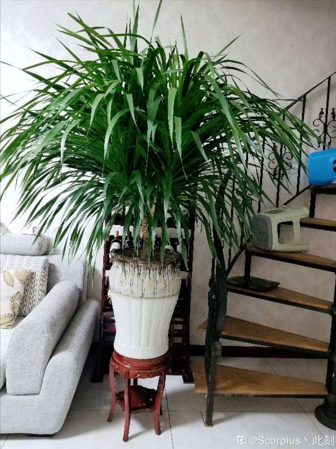 養(yǎng)大型綠植好不好_大型綠植哪個(gè)好養(yǎng)_好養(yǎng)的大型綠植