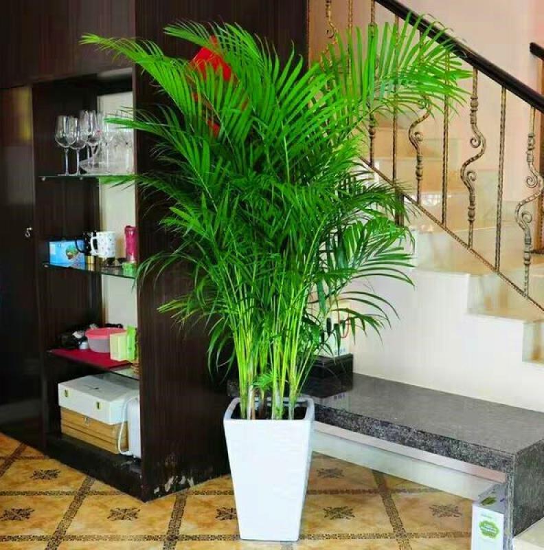 大型綠植哪個(gè)好養(yǎng)_好養(yǎng)的大型綠植_養(yǎng)大型綠植好不好