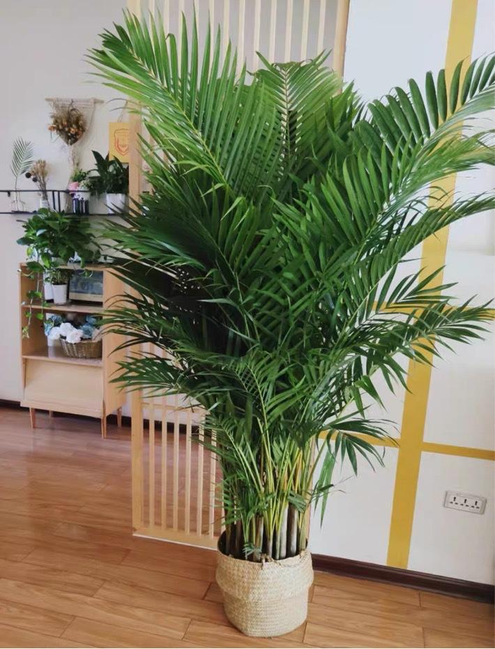 好養(yǎng)的大型綠植_養(yǎng)大型綠植好不好_大型綠植哪個(gè)好養(yǎng)