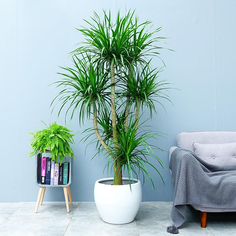 好養(yǎng)的大型綠植_養(yǎng)大型綠植好不好_大型綠植哪個(gè)好養(yǎng)