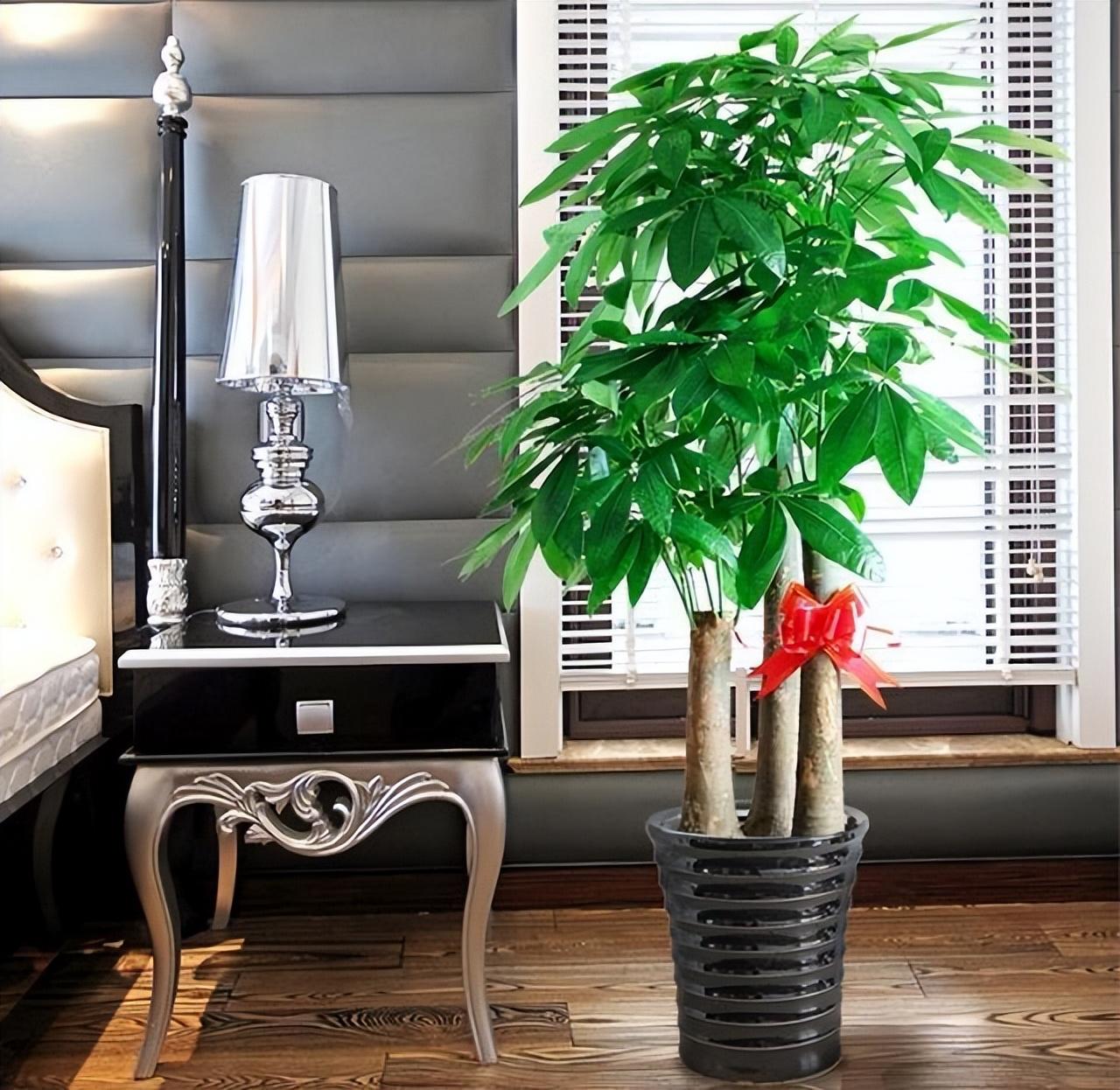 養(yǎng)大型綠植好不好_好養(yǎng)的大型綠植_大型綠植哪個(gè)好養(yǎng)