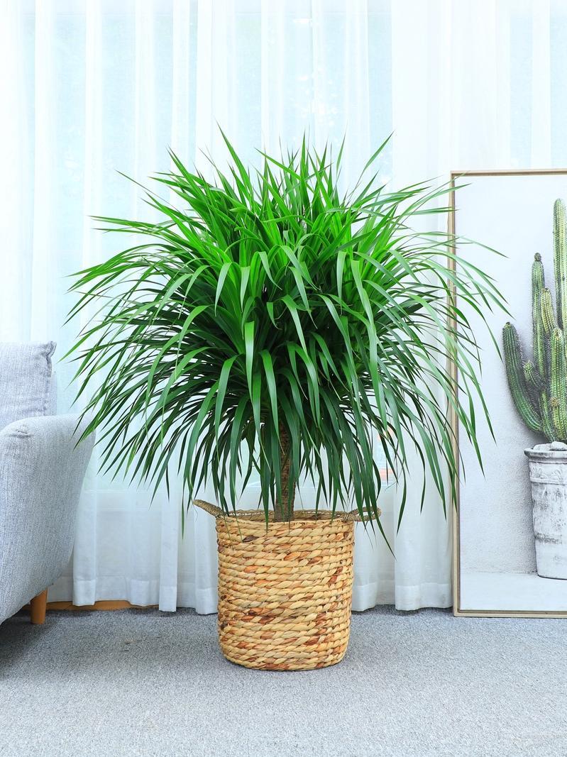 養(yǎng)大型綠植好不好_好養(yǎng)的大型綠植_大型綠植哪個(gè)好養(yǎng)