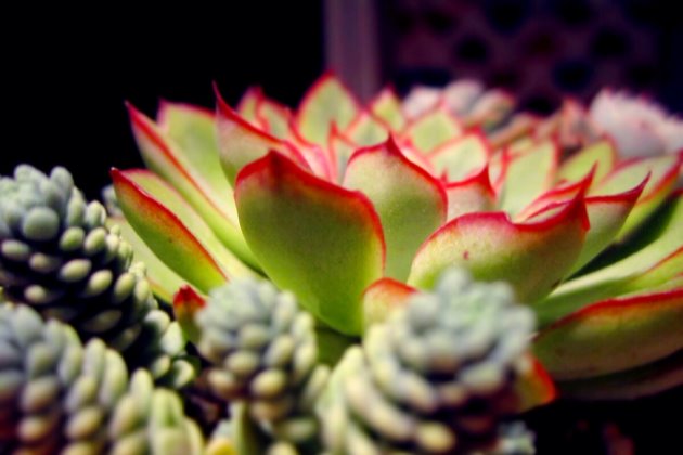 多肉植物養(yǎng)護注意事項_多肉養(yǎng)護注意事項_事項多肉養(yǎng)護注意什么