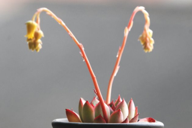 多肉養(yǎng)護注意事項_事項多肉養(yǎng)護注意什么_多肉植物養(yǎng)護注意事項