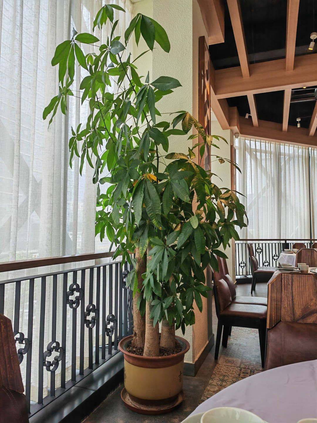 耐寒耐陰的大型綠植_耐寒耐陰的大型綠植有哪些_耐陰耐寒室外綠化植物