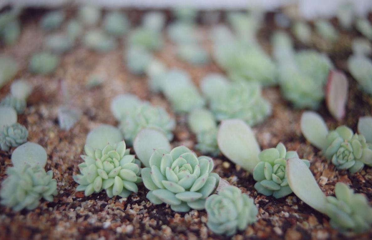 多肉換盆移栽能澆水嗎_多肉植物換盆_多肉怎么換盆移栽