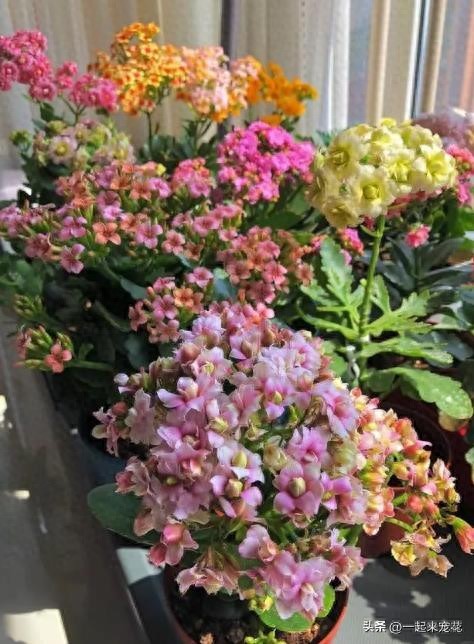 花開有聲月月_有沒有月月開花的花_十一月開花的有哪些花