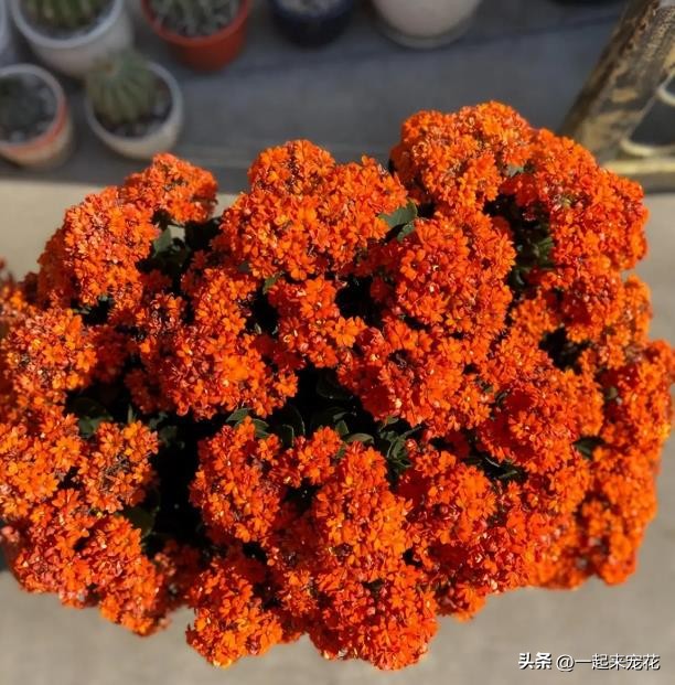 有沒有月月開花的花_花開有聲月月_十一月開花的有哪些花