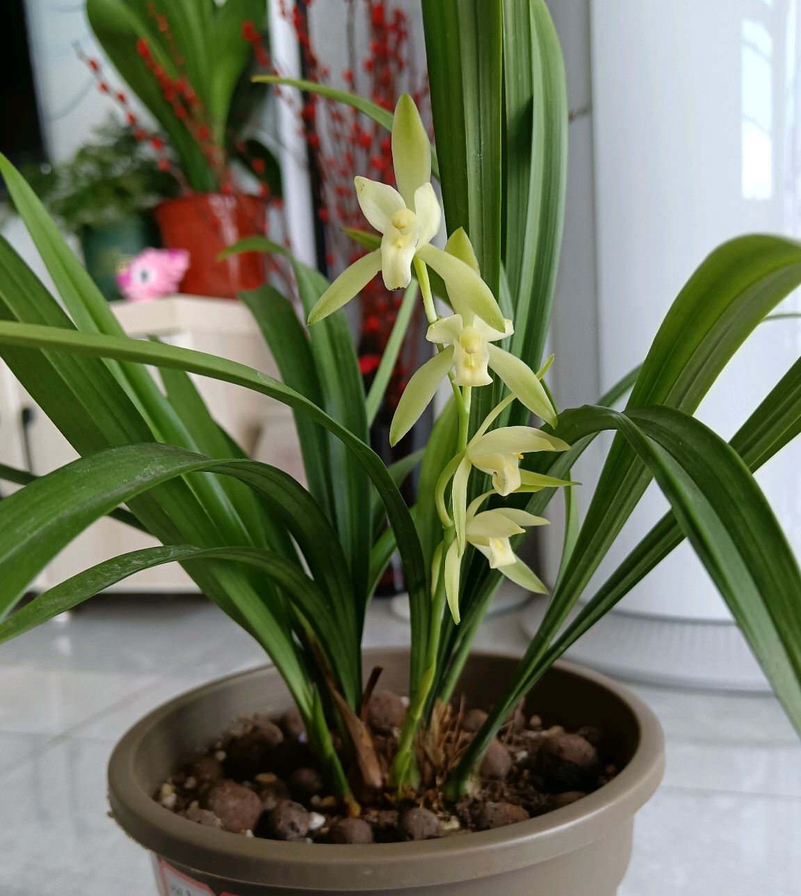 5種“富貴花”，客廳養(yǎng)一盆，貴氣又吉利，有錢人家都愛養(yǎng)