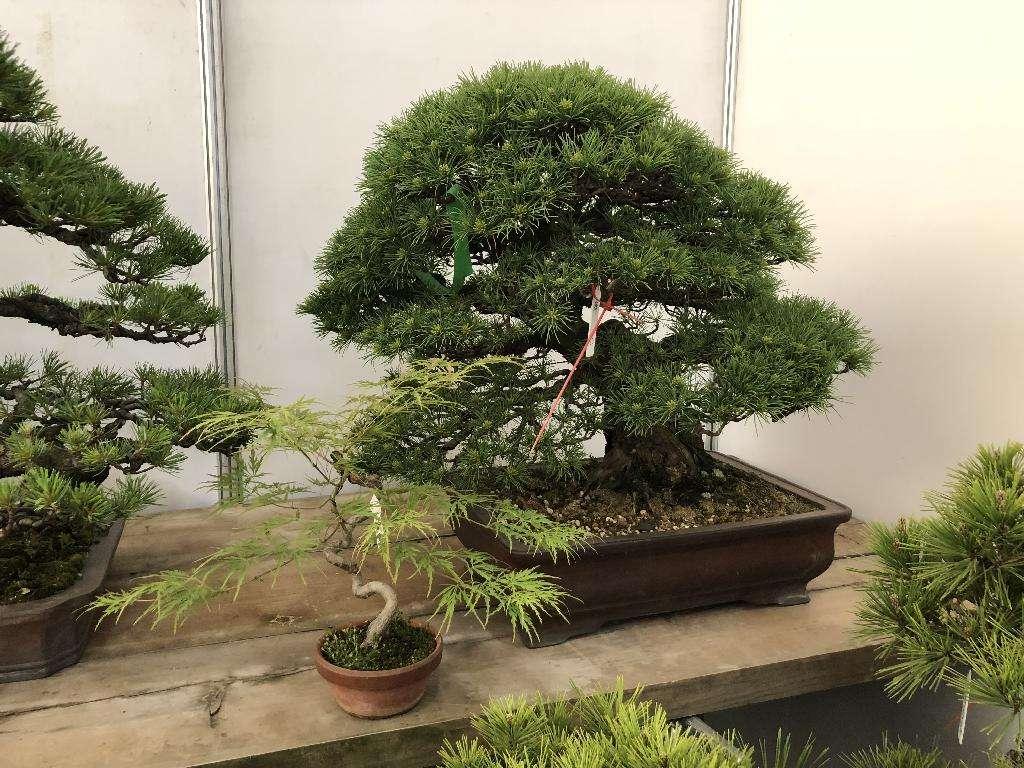 客廳養(yǎng)植物適合什么花_適合客廳養(yǎng)的植物_客廳適合養(yǎng)的植物