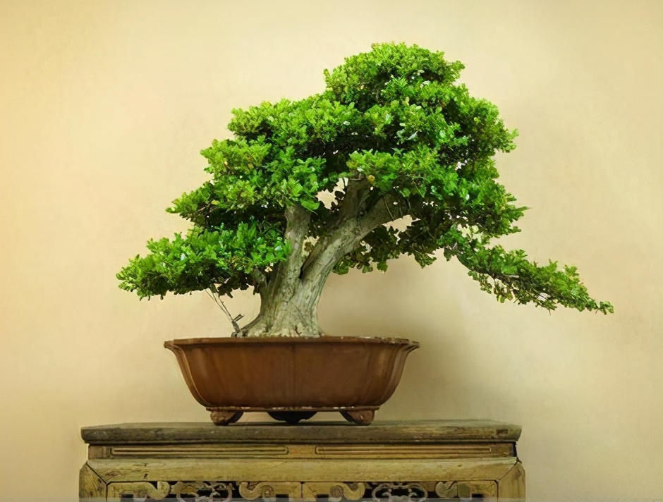 適合客廳養(yǎng)的植物_客廳適合養(yǎng)的植物_客廳養(yǎng)植物適合什么花