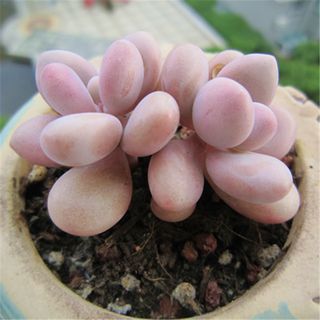 多肉景天科品種大全_景天科多肉怎么養(yǎng)_多肉景天科怎么養(yǎng)