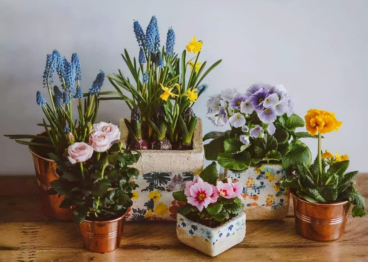 室內(nèi)適宜盆栽花卉_花卉適宜盆栽室內(nèi)還是室外_適合室內(nèi)盆栽花卉盆景