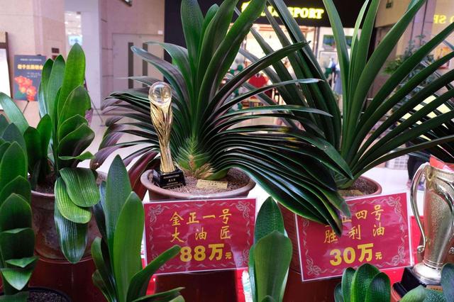 花卉適宜盆栽室內(nèi)還是室外_室內(nèi)適宜盆栽花卉_適合室內(nèi)盆栽花卉盆景