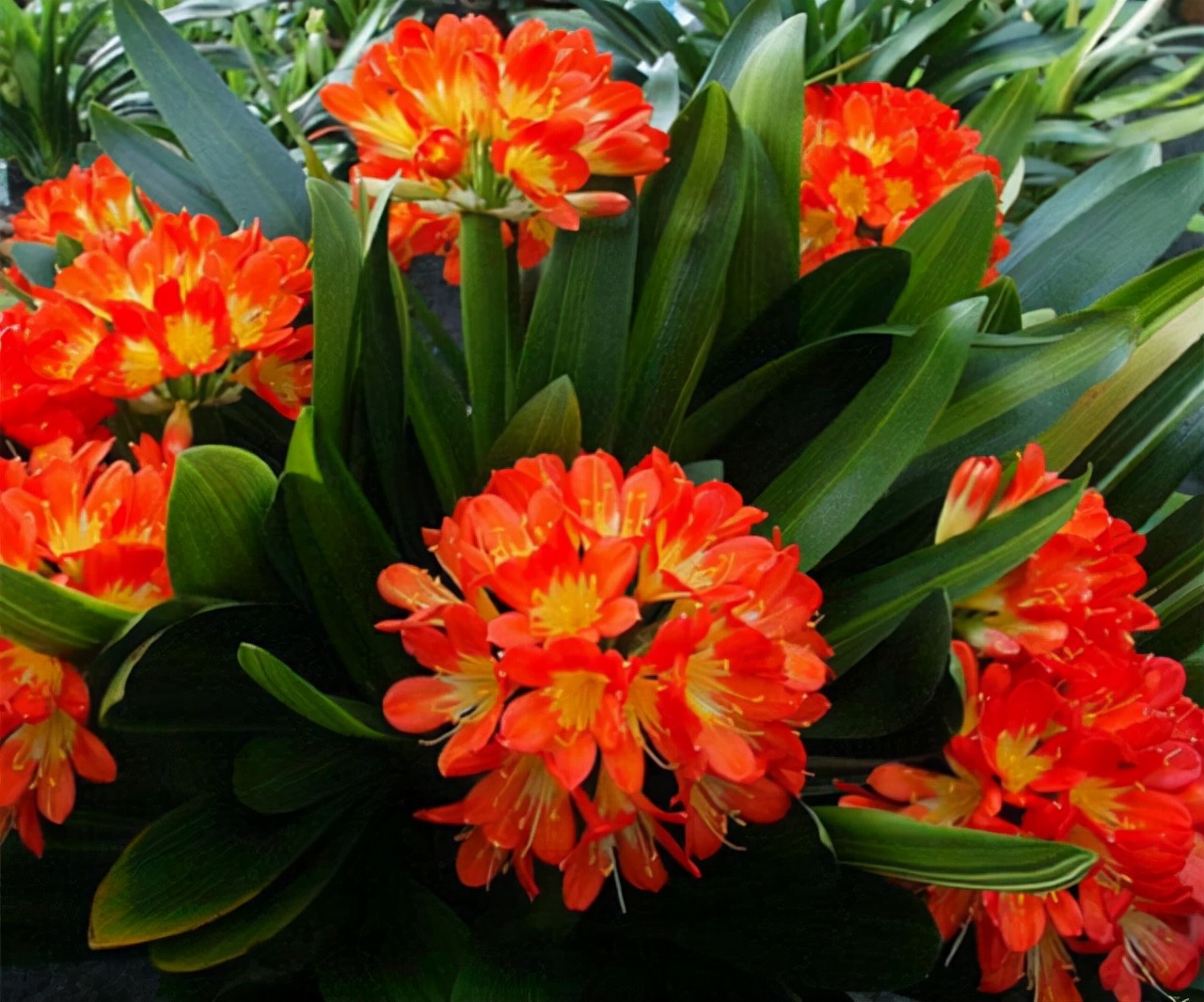 花卉適宜盆栽室內(nèi)還是室外_適合室內(nèi)盆栽花卉盆景_室內(nèi)適宜盆栽花卉