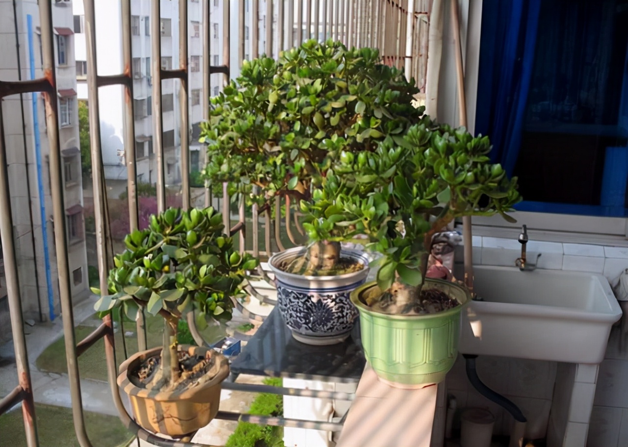 室內(nèi)適宜盆栽花卉_適合室內(nèi)盆栽花卉盆景_花卉適宜盆栽室內(nèi)還是室外