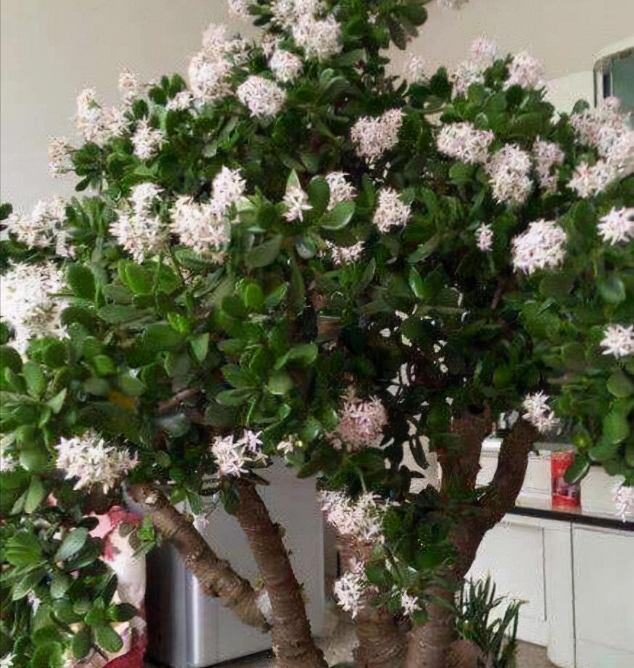 花卉適宜盆栽室內(nèi)還是室外_室內(nèi)適宜盆栽花卉_適合室內(nèi)盆栽花卉盆景