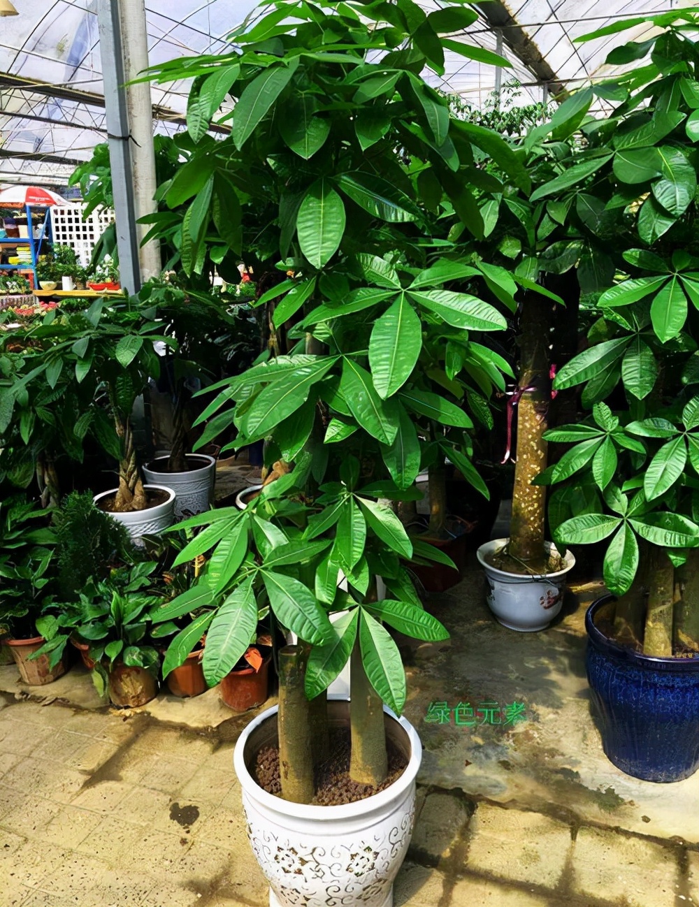 適合室內(nèi)盆栽花卉盆景_室內(nèi)適宜盆栽花卉_花卉適宜盆栽室內(nèi)還是室外