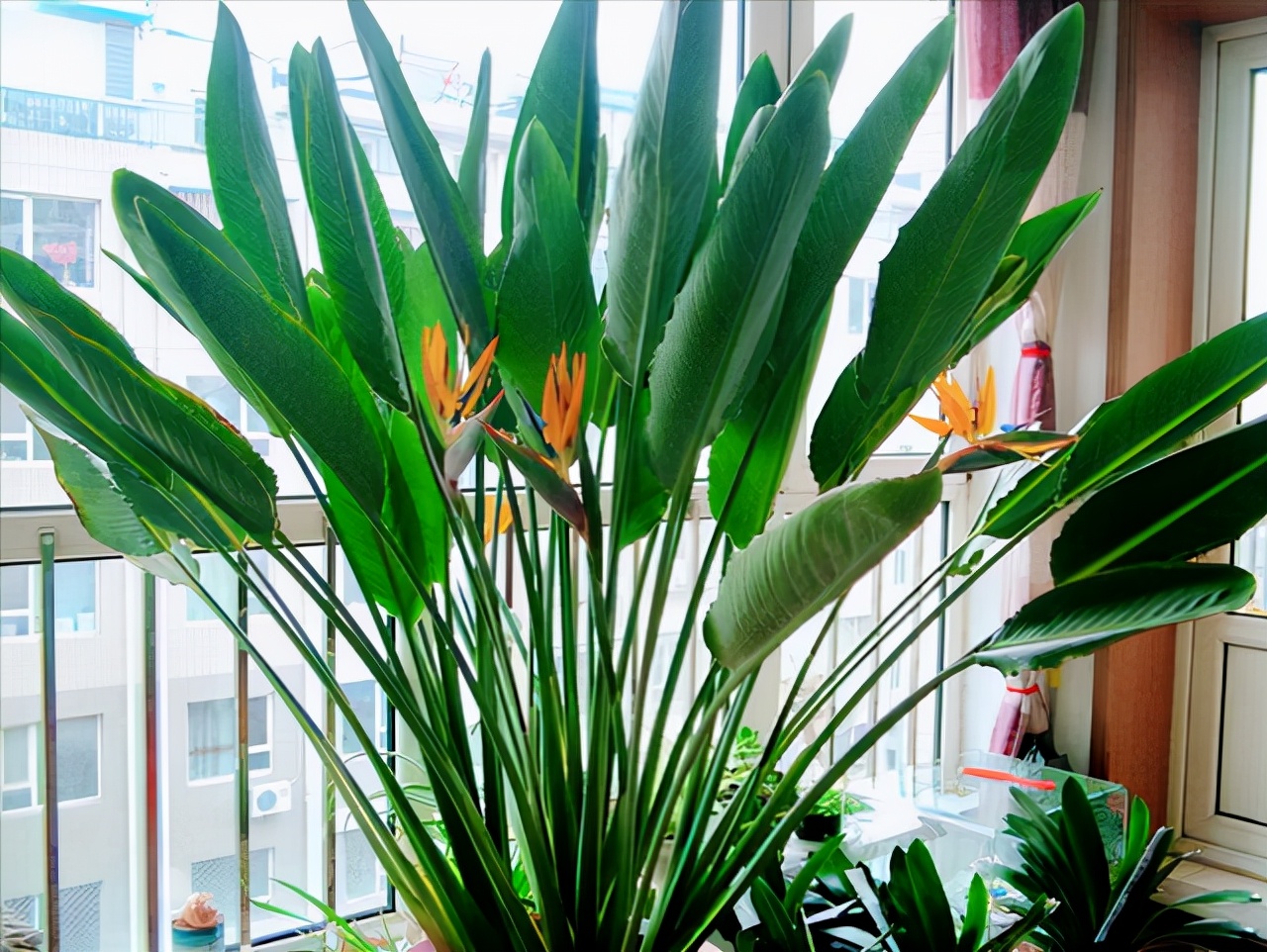 室內(nèi)適宜盆栽花卉_花卉適宜盆栽室內(nèi)還是室外_適合室內(nèi)盆栽花卉盆景