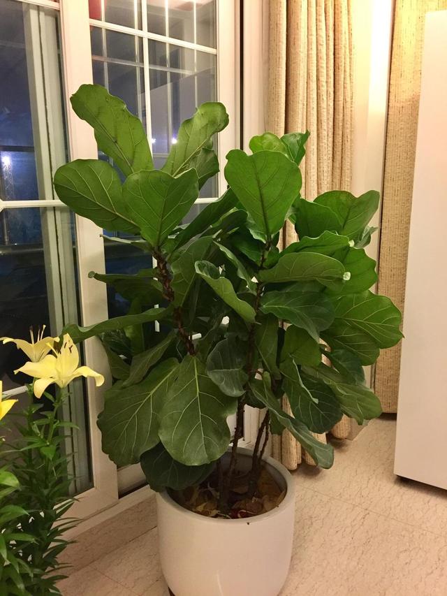 花卉適宜盆栽室內(nèi)還是室外_適合室內(nèi)盆栽花卉盆景_室內(nèi)適宜盆栽花卉