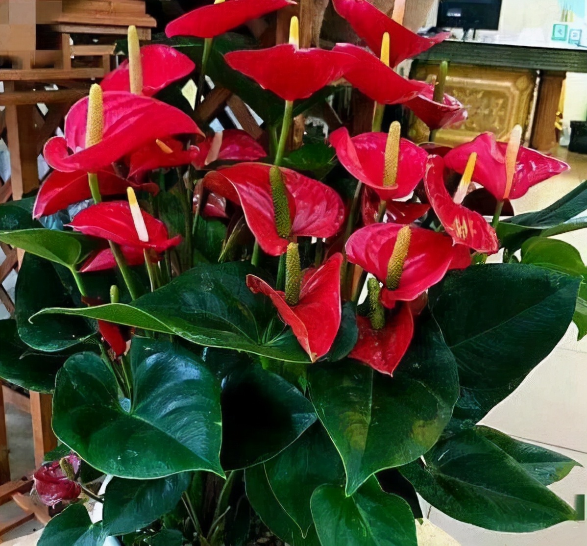 室內(nèi)適宜盆栽花卉_適合室內(nèi)盆栽花卉盆景_花卉適宜盆栽室內(nèi)還是室外