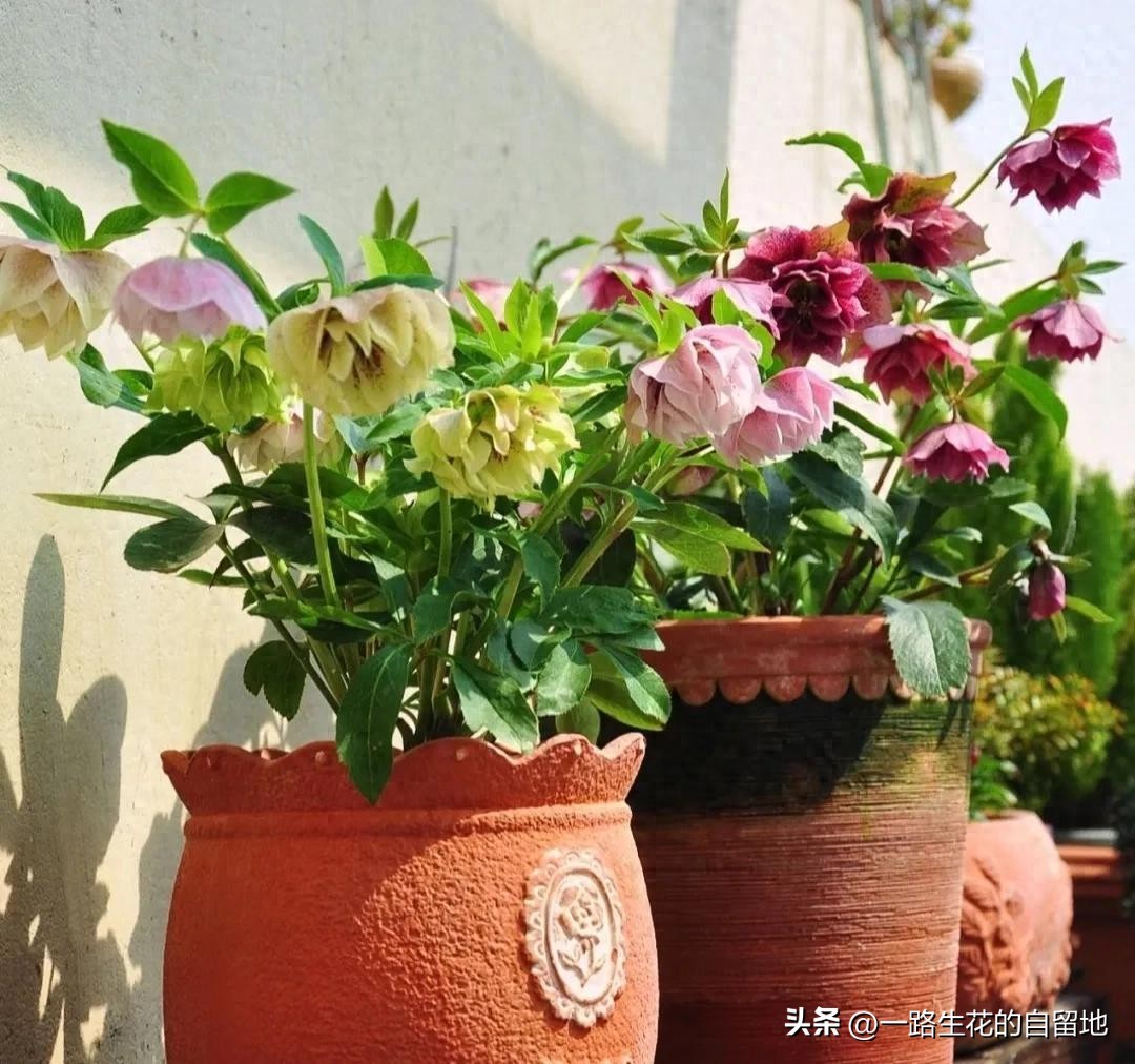 冬季養(yǎng)花_冬季養(yǎng)花施肥_冬季養(yǎng)花的注意事項(xiàng)