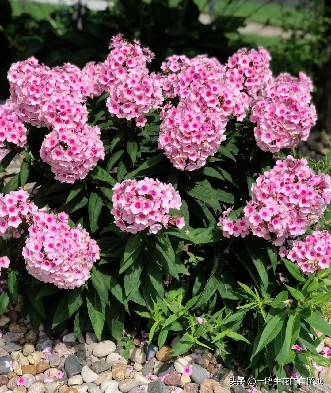 冬季養(yǎng)花_冬季養(yǎng)花的注意事項(xiàng)_冬季養(yǎng)花施肥