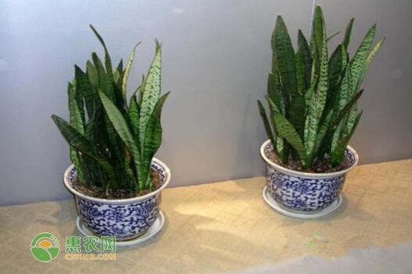 臥室養(yǎng)適合花有哪些花_臥室養(yǎng)適合花有什么植物_適合在臥室養(yǎng)的花有哪些