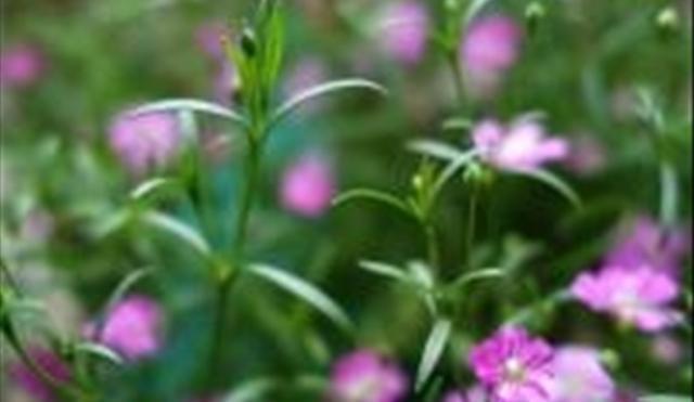 多肉石頭花_石頭多肉花怎么養(yǎng)_多肉的石頭花