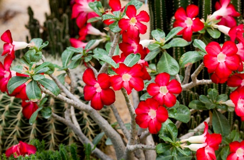 室內(nèi)玫瑰養(yǎng)適合花還是樹_室內(nèi)玫瑰養(yǎng)適合花盆嗎_玫瑰花適合在室內(nèi)養(yǎng)嗎