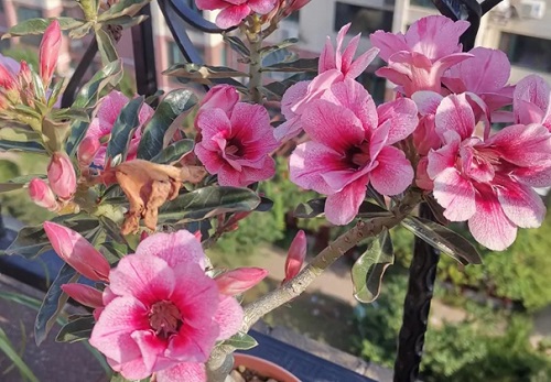 玫瑰花適合在室內(nèi)養(yǎng)嗎_室內(nèi)玫瑰養(yǎng)適合花還是樹_室內(nèi)玫瑰養(yǎng)適合花盆嗎