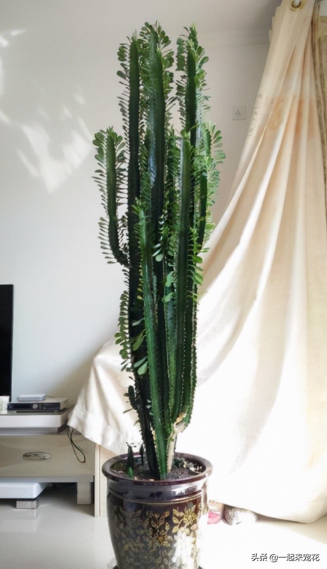 適合室內(nèi)養(yǎng)的大綠植_室內(nèi)養(yǎng)什么大綠植最好看又好養(yǎng)_適合室內(nèi)養(yǎng)的大綠植有哪些