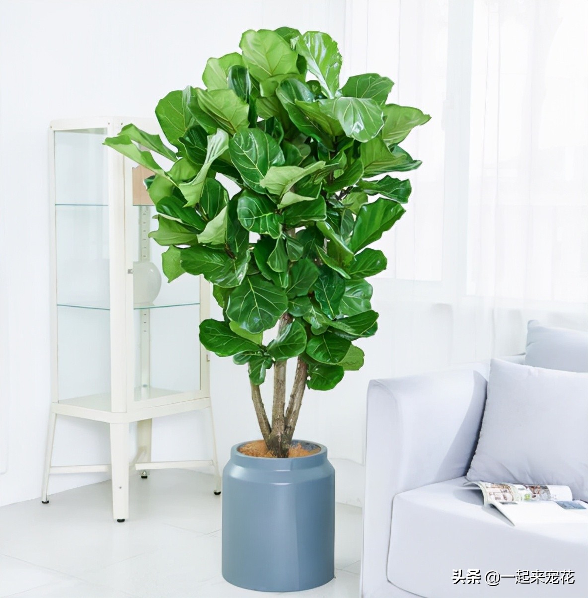 適合室內(nèi)養(yǎng)的大綠植_室內(nèi)養(yǎng)什么大綠植最好看又好養(yǎng)_適合室內(nèi)養(yǎng)的大綠植有哪些