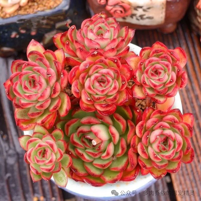 多肉保利安娜好養(yǎng)嗎_保利安娜多肉好養(yǎng)嗎_多肉植物保利安娜老樁圖片