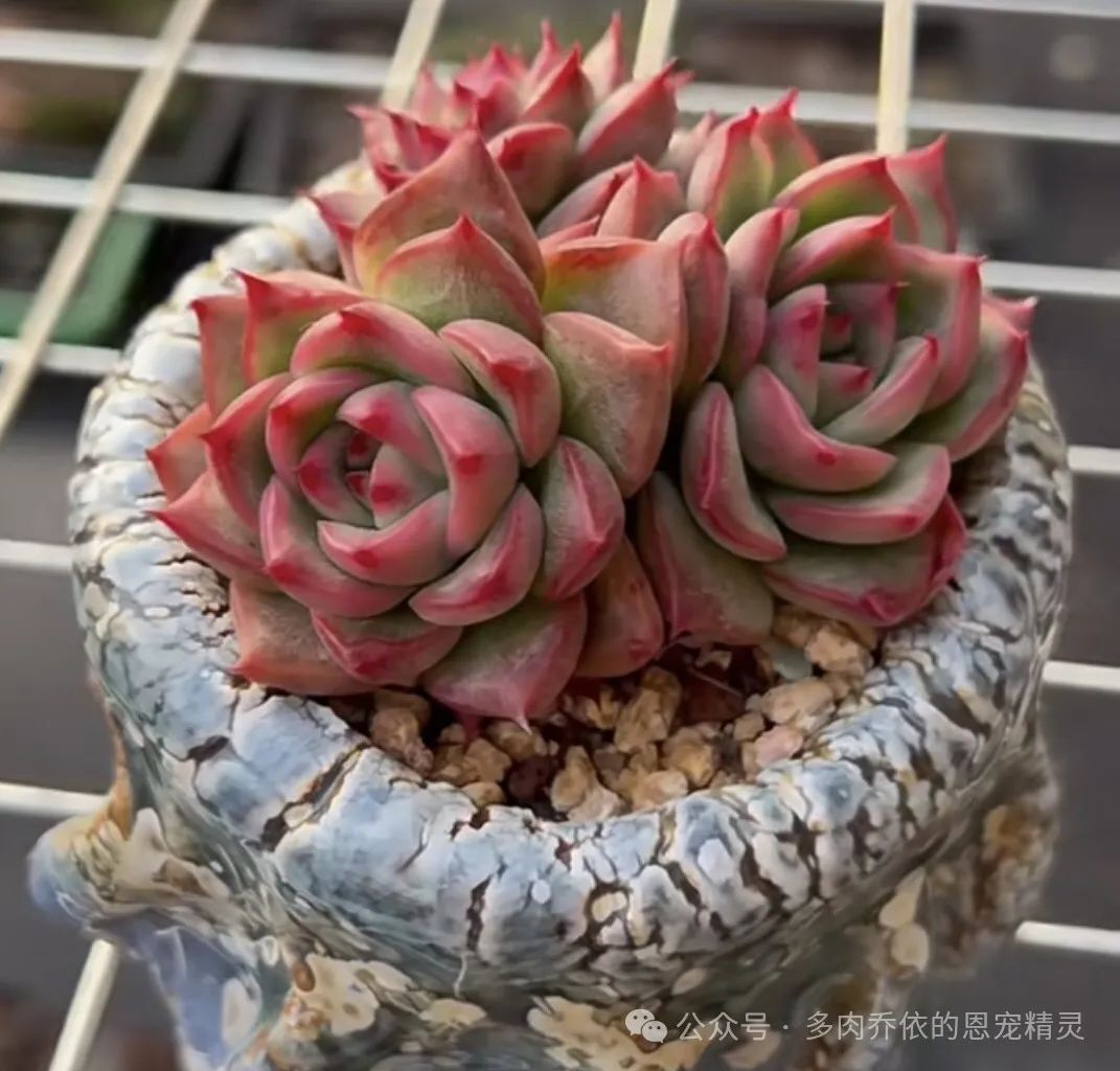 多肉植物保利安娜老樁圖片_多肉保利安娜好養(yǎng)嗎_保利安娜多肉好養(yǎng)嗎