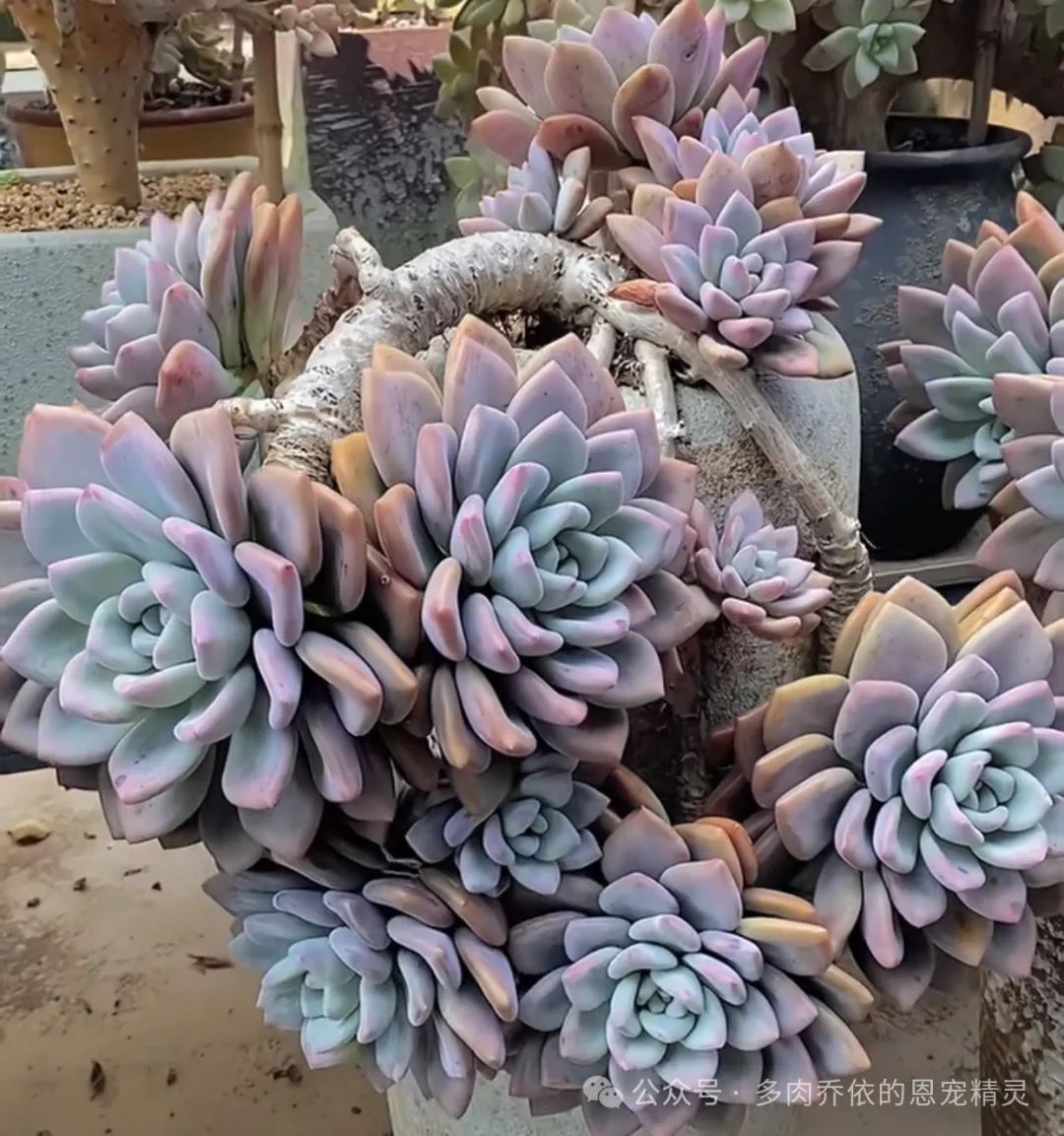 保利安娜多肉好養(yǎng)嗎_多肉植物保利安娜老樁圖片_多肉保利安娜好養(yǎng)嗎