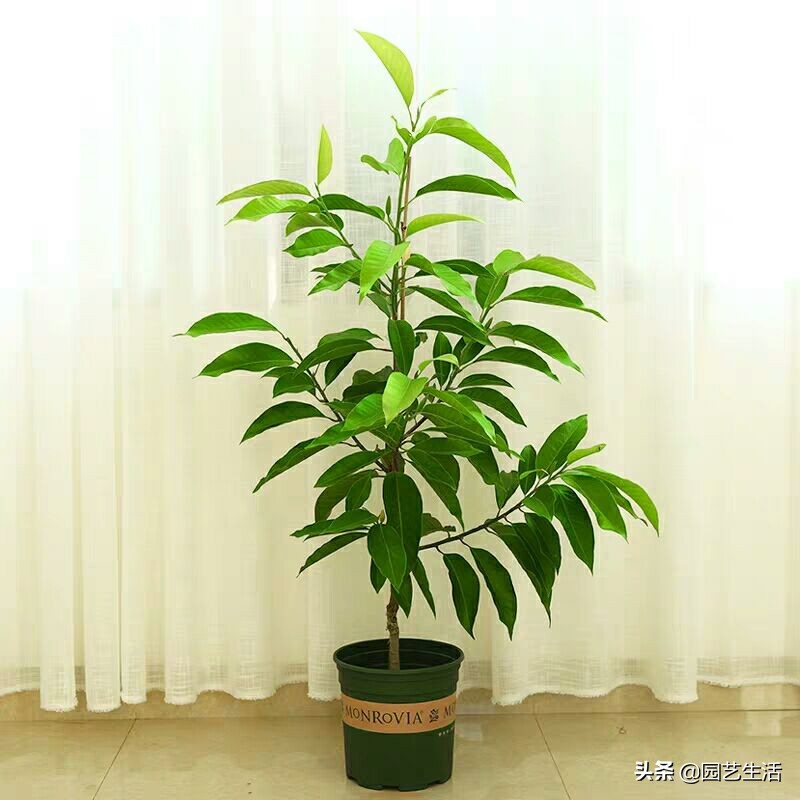 玉蘭花室內(nèi)盆栽好養(yǎng)嗎_盆栽玉蘭室內(nèi)養(yǎng)花好嗎_盆栽玉蘭室內(nèi)養(yǎng)花好不好