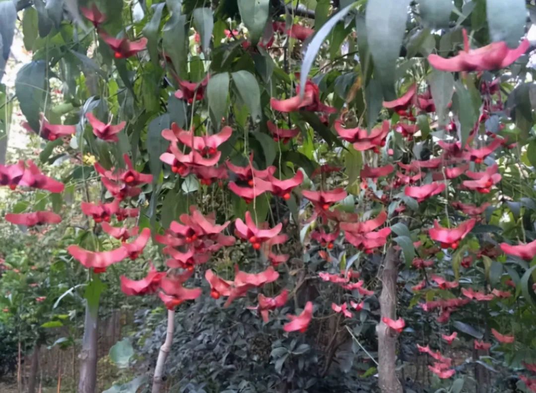 <strong>適合庭院養(yǎng)的4種花，夏天冬天都不怕，開花漂亮，南北方都能種</strong>